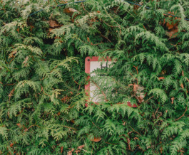 Benjamin Sauer - Fotograf