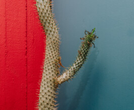 Benjamin Sauer - Fotograf