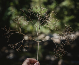 Benjamin Sauer - Fotograf