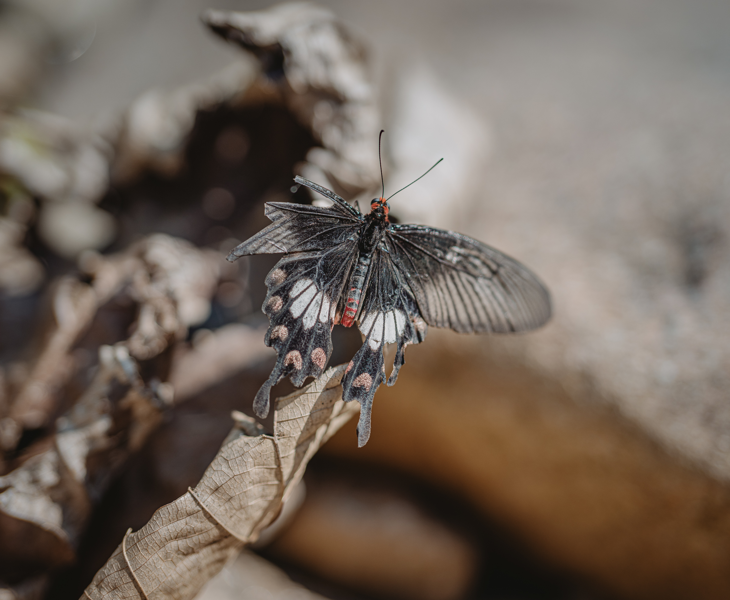 Benjamin Sauer - Fotograf