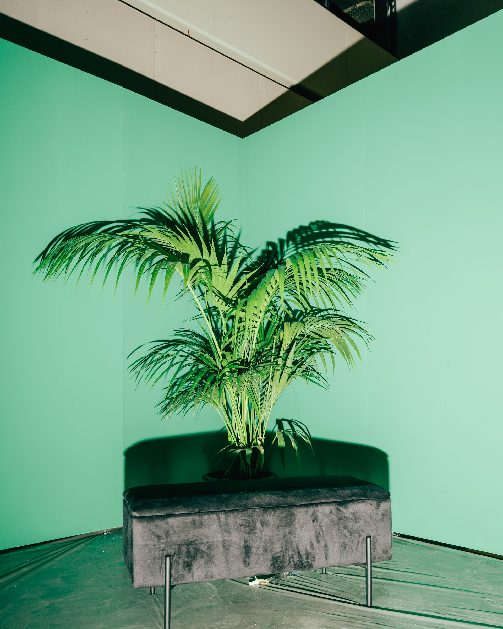 Grüne Wand, Bank und Palme mit Schatten. 