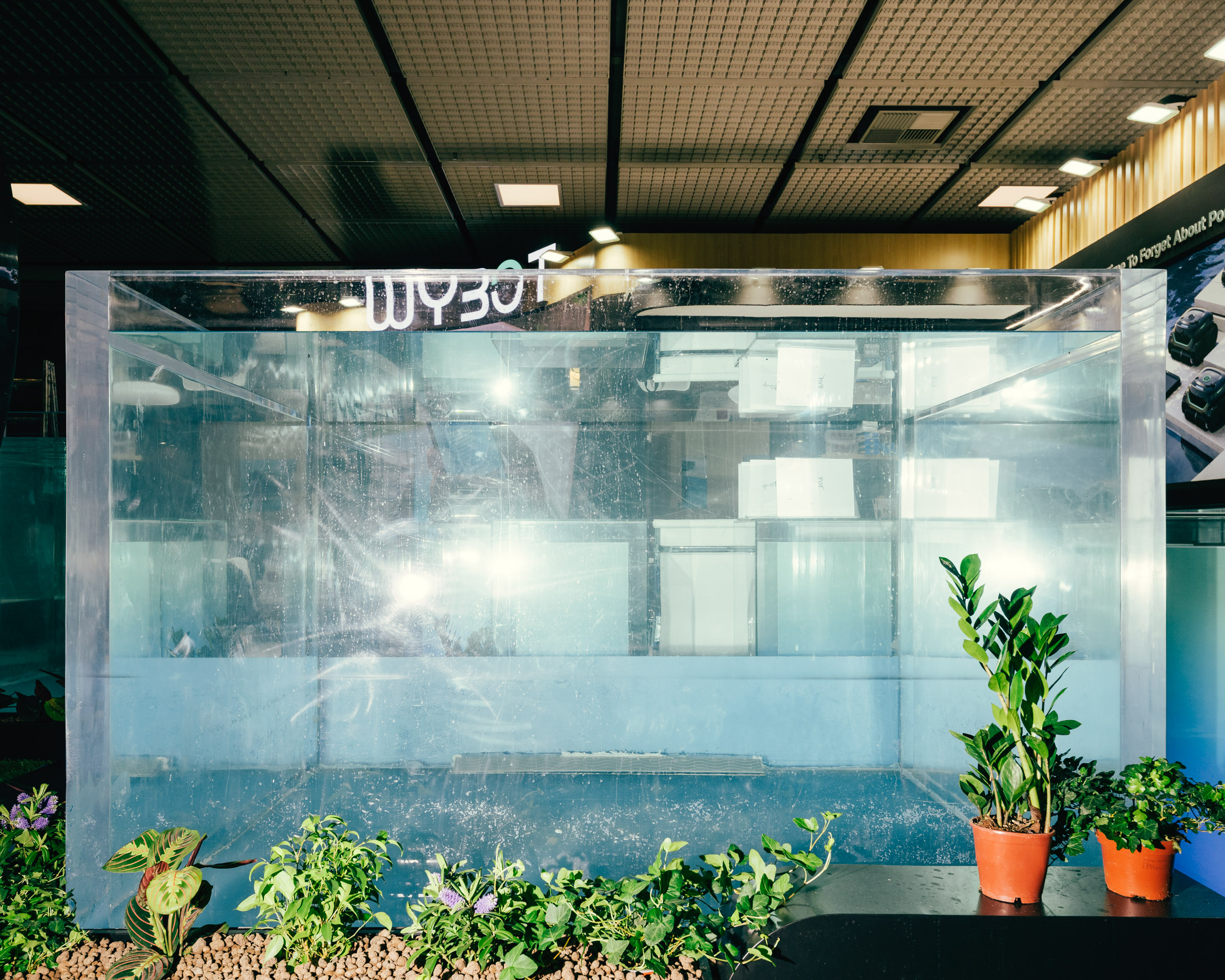 Leeres Aquarium mit Pflanzen und reflektierendem Hintergrund. 